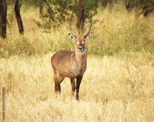 Serengueti