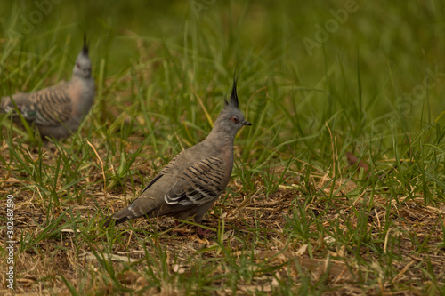 pigeon in the grass