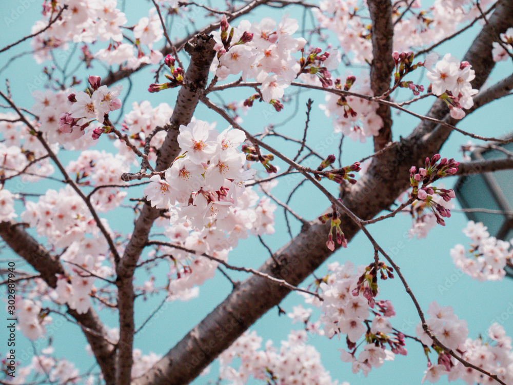 桜 桜