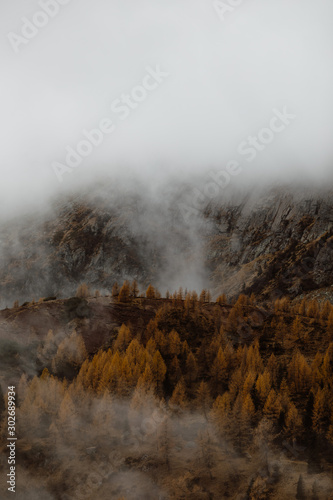 orange larch trees on side of mountain in fog