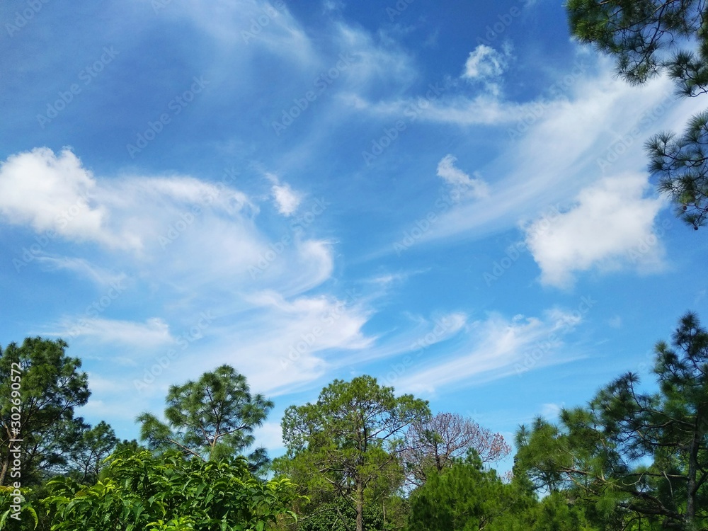 Obraz premium trees and sky