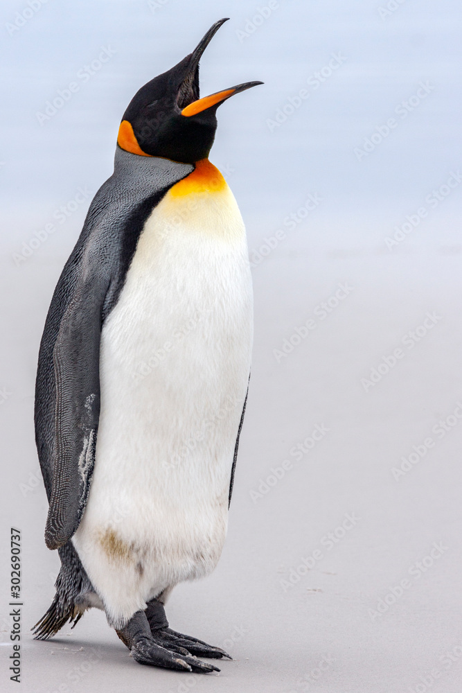 Obraz premium King Penguin - Volunteer Point - Falkland Islands