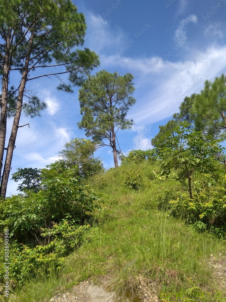 landscape with trees and blue sky