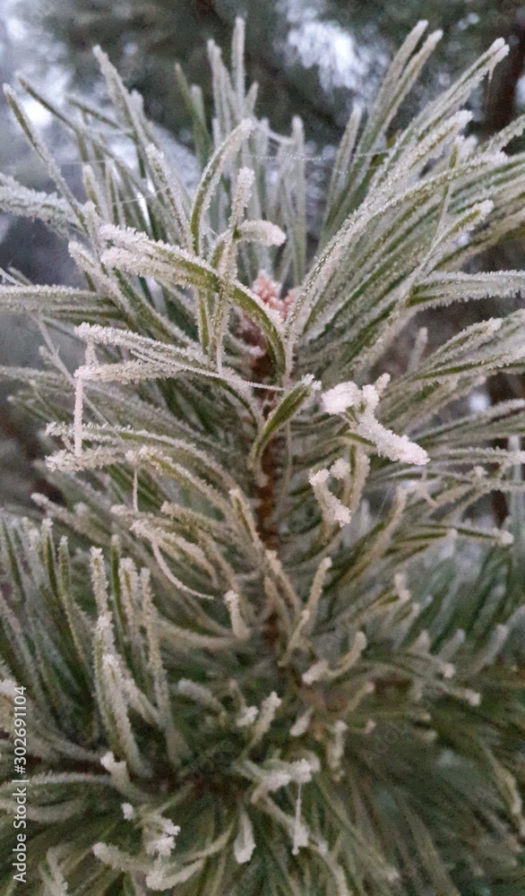frost-covered pine branches, winter frost-covered pine branches, winter