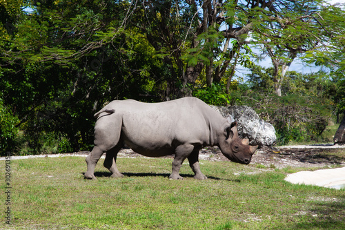 A white rhinoceros staying in grassland with green trees in background.