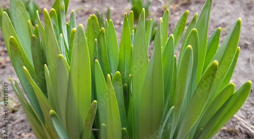 tender young green shoots, spring