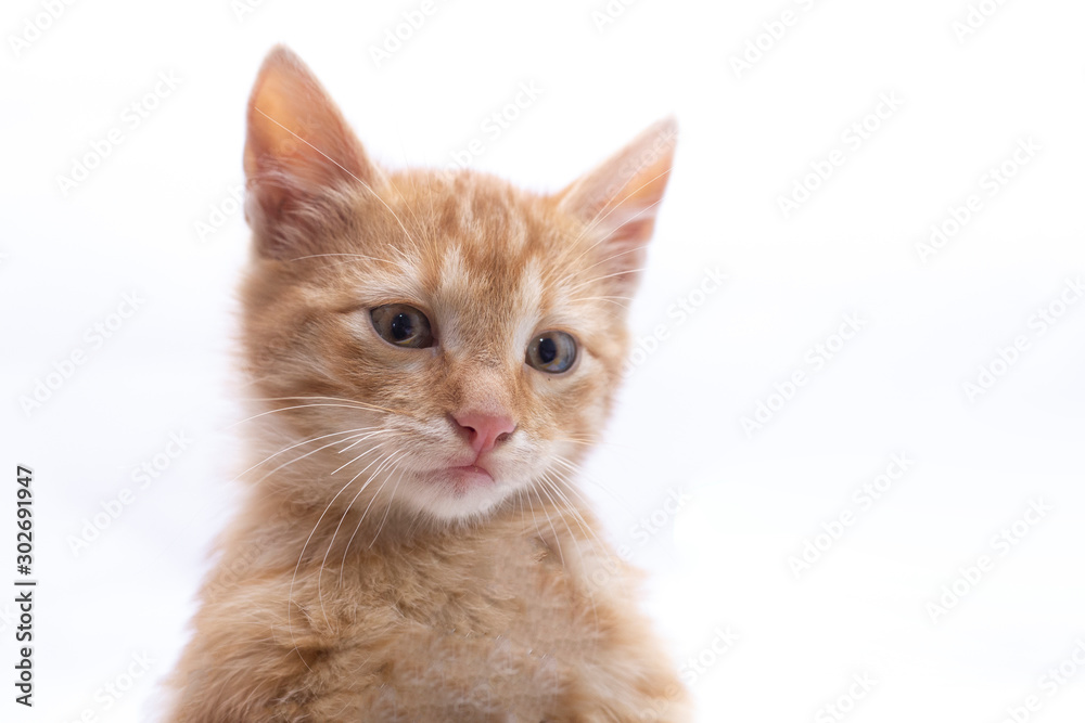 Portrait of a cat, isolated on white. Portrait of a cat, isolated on white.