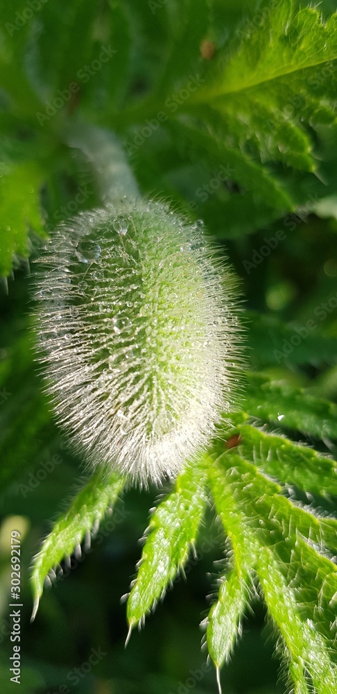 green bud, future poppy flower