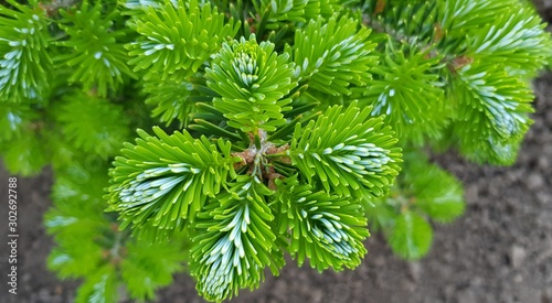 spring young green shoots spruce