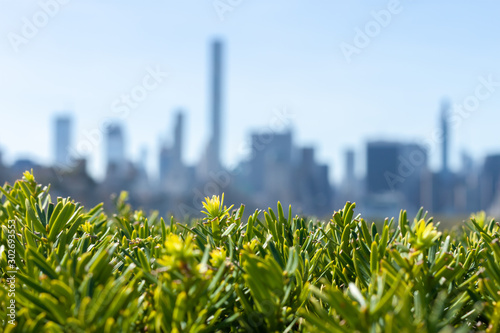 Photography New York city silhouette over green branches