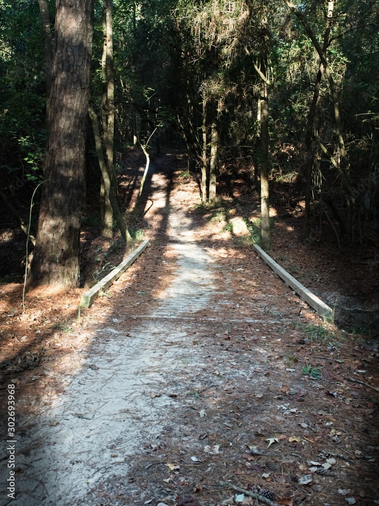 Fototapeta premium Bridge on Pat in the Woods