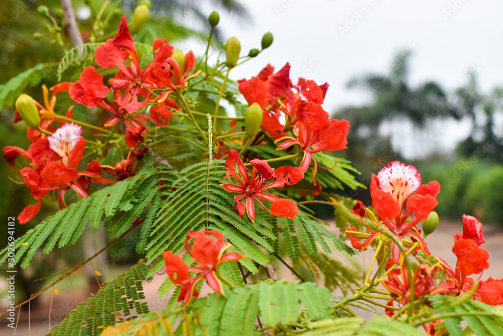 Delonix regia