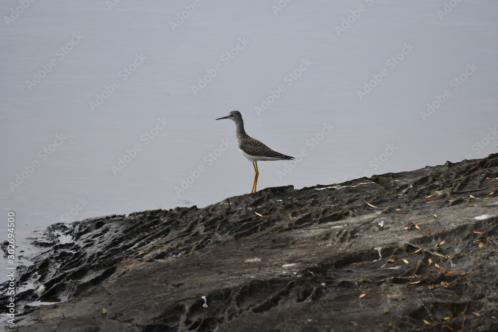 Shorebird