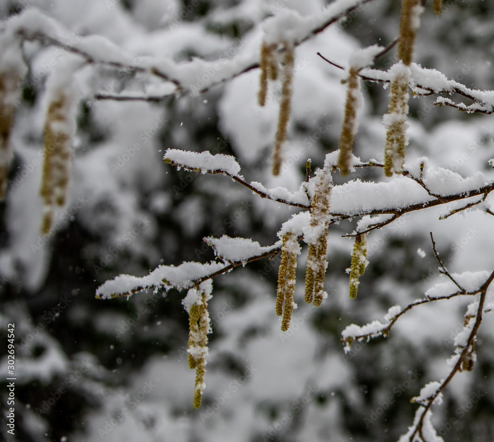 Catkins In Snow Catkins In Snow