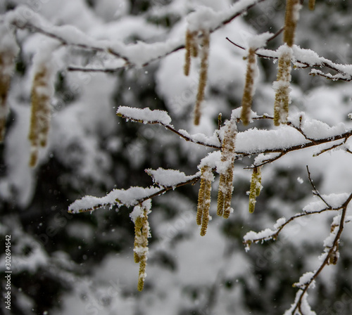 Catkins In Snow