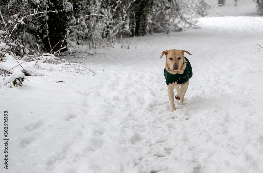 Labrador Walking In Snow Wearing Coat