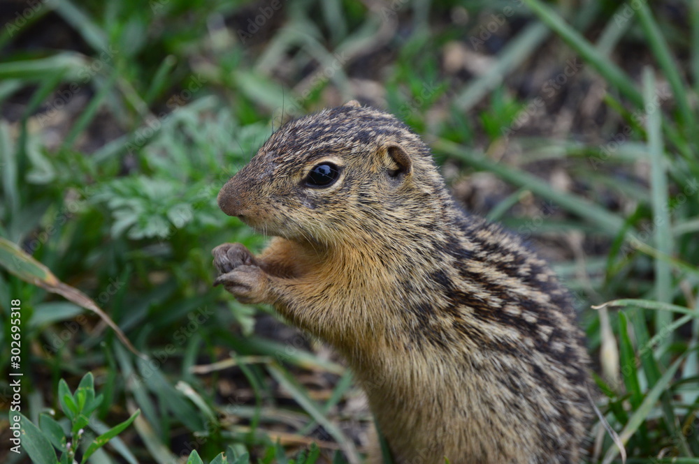 Fototapeta premium stripped gofer
