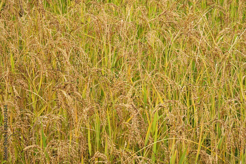 Fototapeta premium Golden rice plants in the rice farm - Yellow patterns texture background - agricultural scene