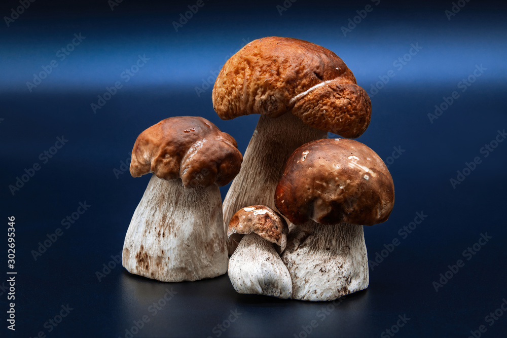 Boletus edulis king bolete isolated on dark background close up porcini Boletus edulis king bolete isolated on dark background close up porcini