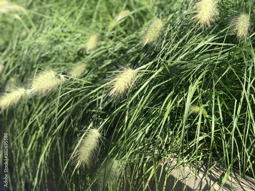 Pennisetum,  fountaingrasses, fountain grasses, grass with white flowers, summer, fluffy, PENNISETUM ALOPECUROIDES HAMELN photo