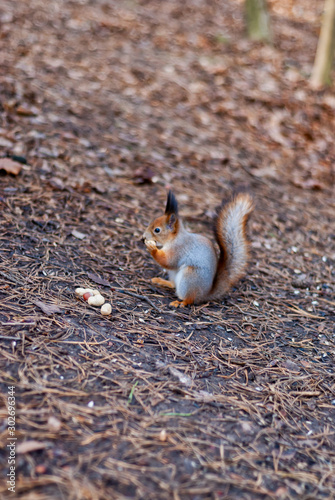 squirrel collects nuts in the park