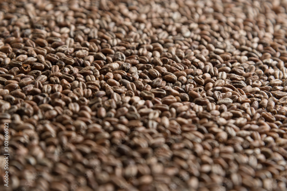 Obraz premium Wheat for alcohol production. Wheat macro background. Depth of field.