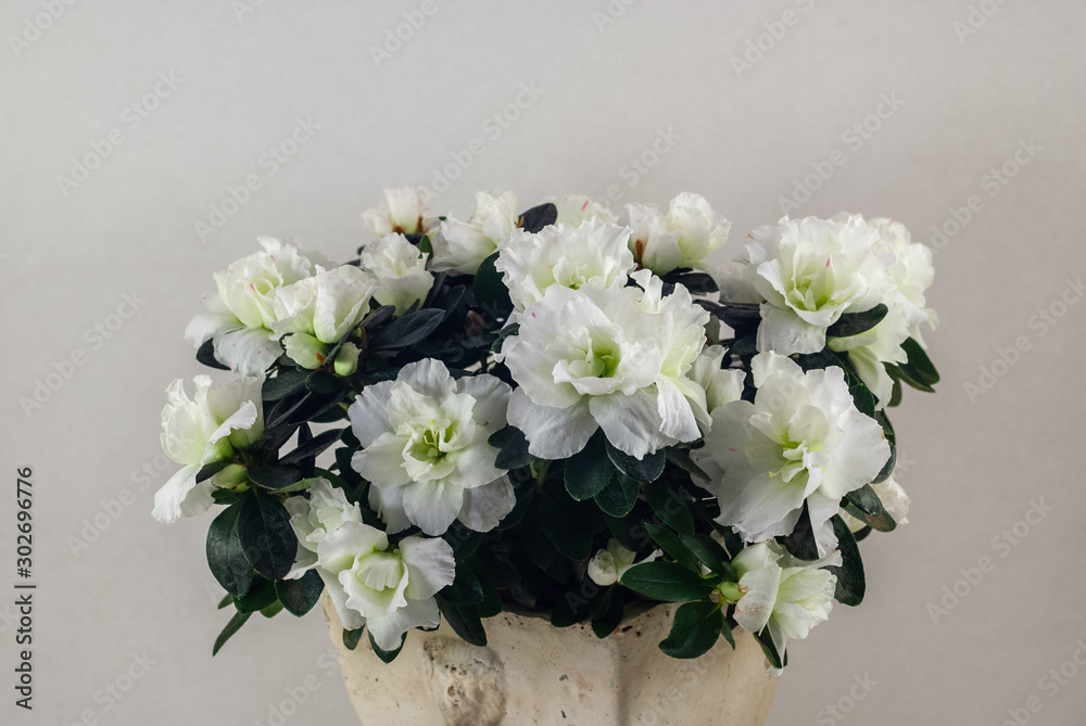 White azalea in a clay flower pot on a gray background. The clay flower pot is light in color. White azalea in a clay flower pot on a gray background. The clay flower pot is light in color.