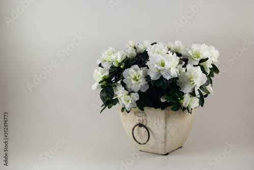 White azalea in a clay flower pot with a ring on a gray background. The clay flower pot is light in color.