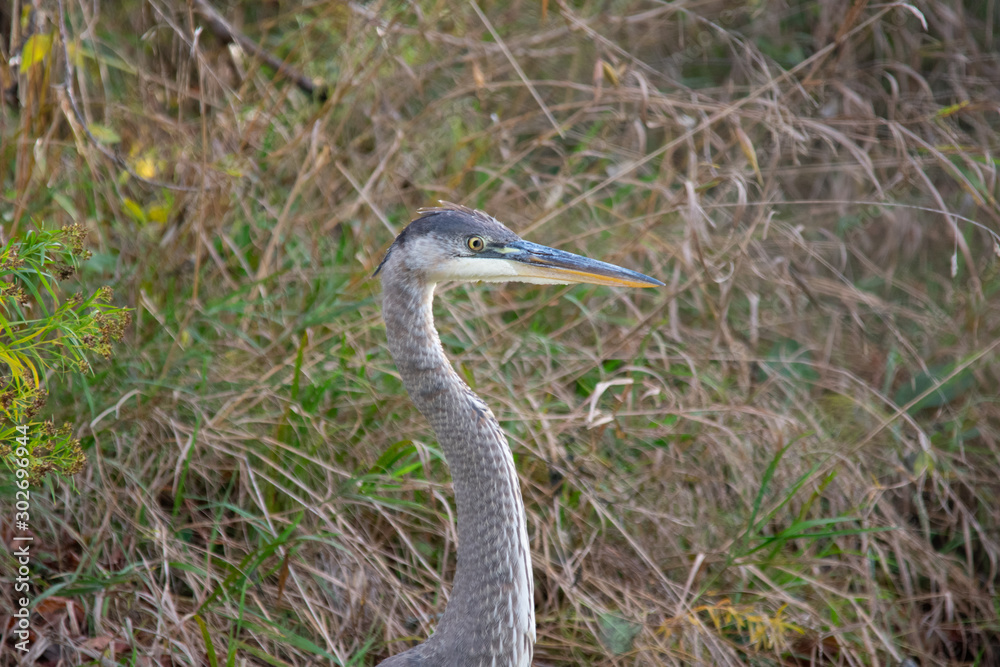 great blue heron great blue heron