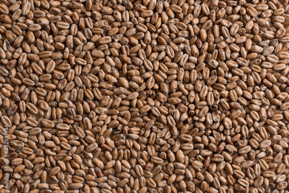 Wheat for alcohol production. Wheat background. Top view, flat lay Wheat for alcohol production. Wheat background. Top view, flat lay