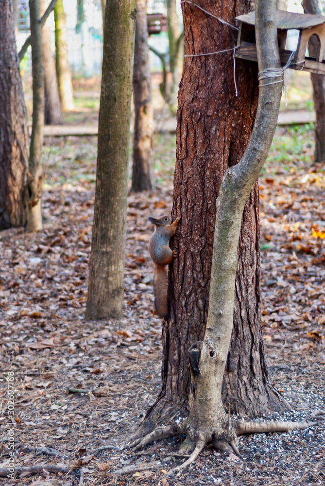 squirrel in the park in autumn on a tree squirrel in the park in autumn on a tree
