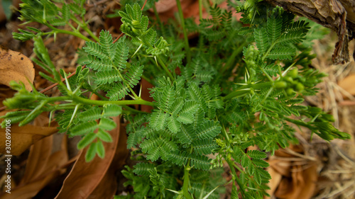 Klampis (Acacia tomentosa) is a type of tree from the Fabaceae tribe (= Leguminosae, legumes) inhabitants of savannas, teak forests and seasonal forests in arid or somewhat arid regions photo