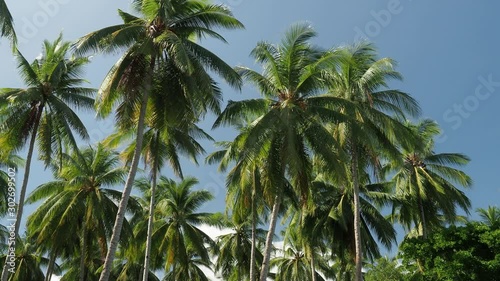 Wallpaper Mural coconut trees against a clear blue sky Torontodigital.ca