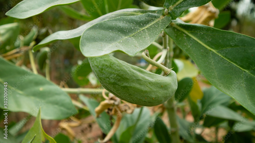 Calotropis gigantea plant, with fruit and flowers that are efficacious as herbal medicine for toothache Calotropis gigantea plant, with fruit and flowers that are efficacious as herbal medicine for toothache