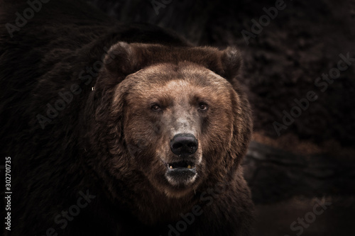 a darkened image, a stern brown slightly perplexing beast looks out of the darkness with small eyes. Symbol of unpredictability and overgrowth.. close-up.