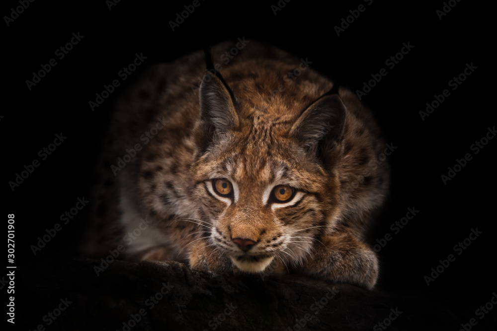 Lynx looks curiously out of the darkness (ambush) black night background. beautiful cat lynx sits on a stone Lynx looks curiously out of the darkness (ambush) black night background. beautiful cat lynx sits on a stone