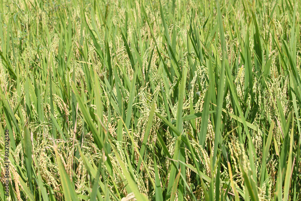 Rice fields Green and yellow on the high mountains Rice fields Green and yellow on the high mountains