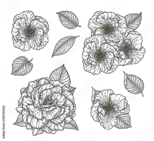 Rose flower and leaves hand drawn in lines set. Black and white monochrome graphic doodle elements. Isolated vector illustration  template for design
