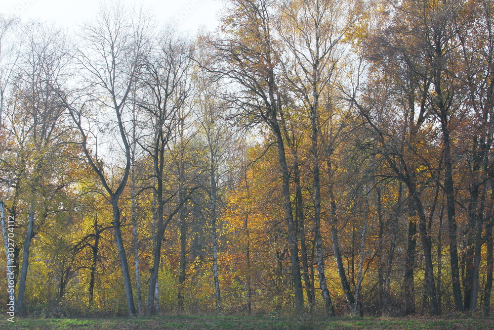 Fototapeta premium herbst