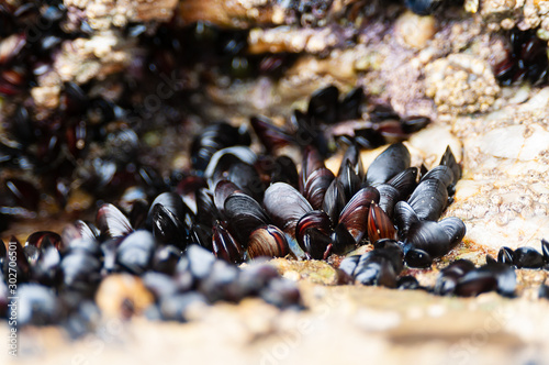 Mussels on the rocks