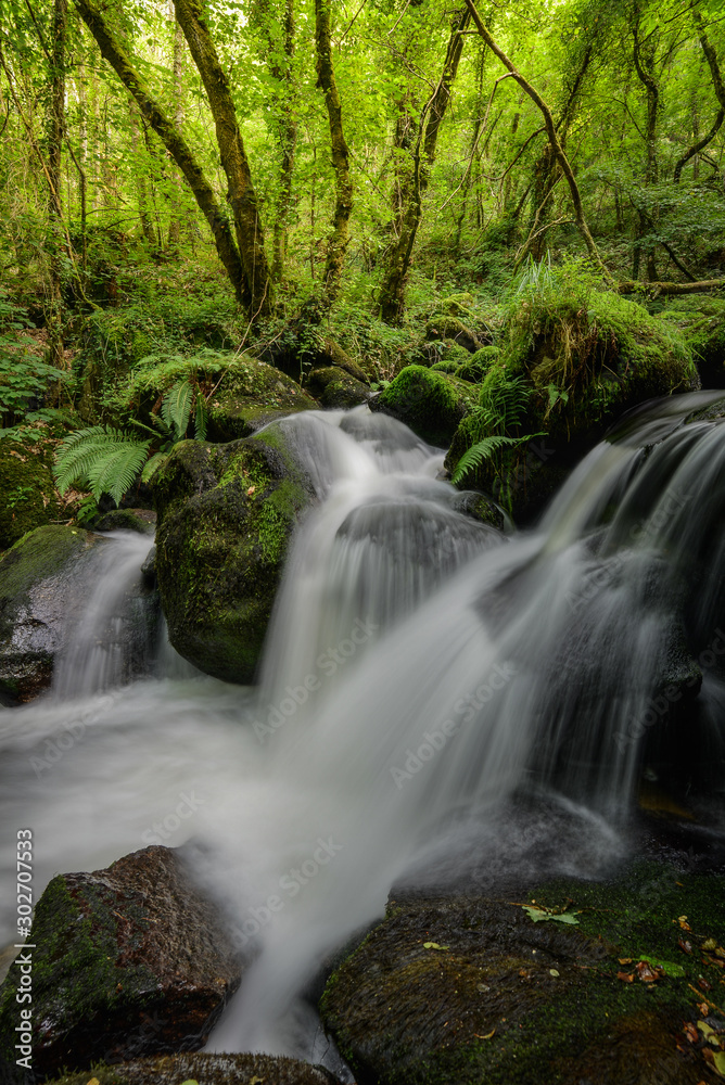 Stream flows between mossy boulders in an oak forest