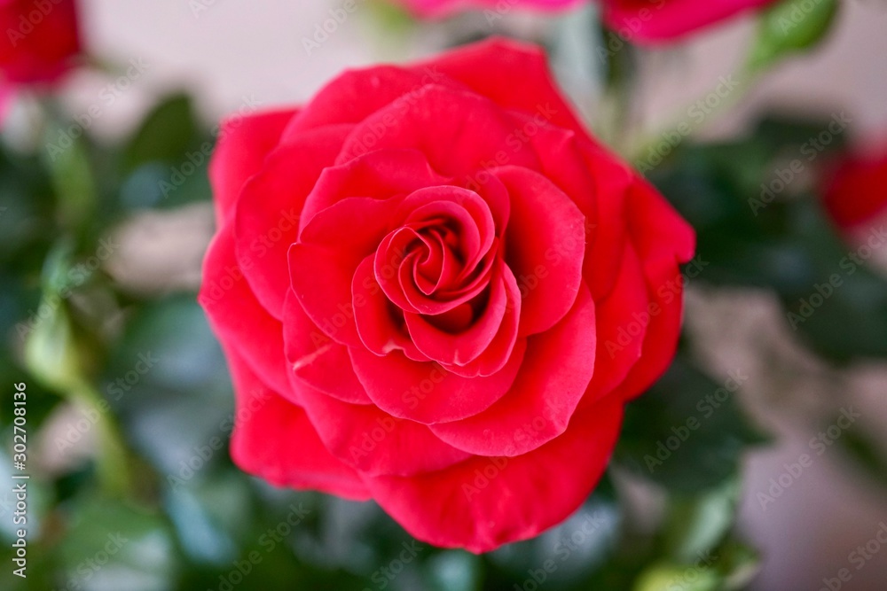 Red Rose Red Rose