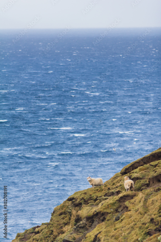 Sheep looking at deep blue see, Hermaness National Nature Reserve, Shetland Islands, Scotland Sheep looking at deep blue see, Hermaness National Nature Reserve, Shetland Islands, Scotland