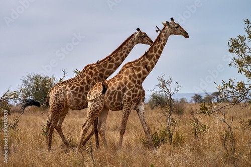 Pair of walking giraffes