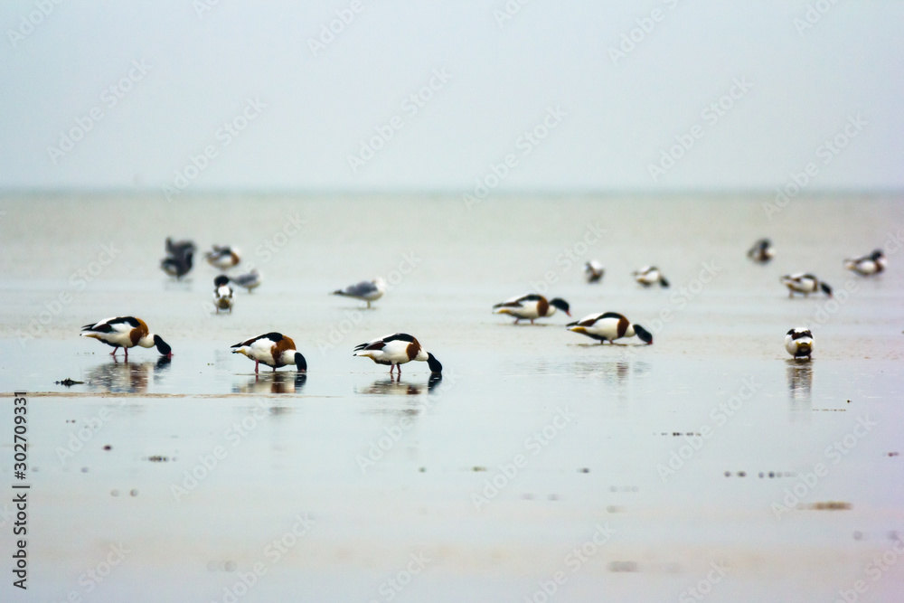 Common shelduck (Tadorna tadorna)