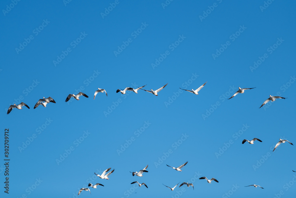 Snow Geese Migration. Snow Geese Migration.
