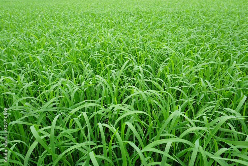 Closeup of paddy rice field Countryside scenery in thailand Closeup of paddy rice field Countryside scenery in thailand