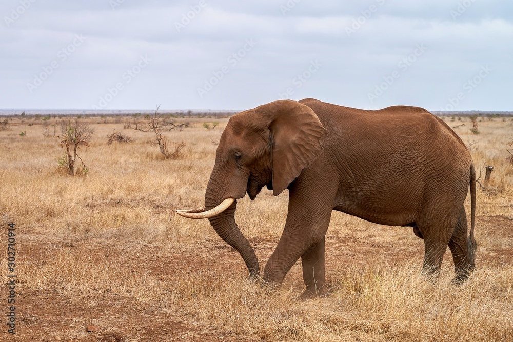 Elephant walking in the bushland