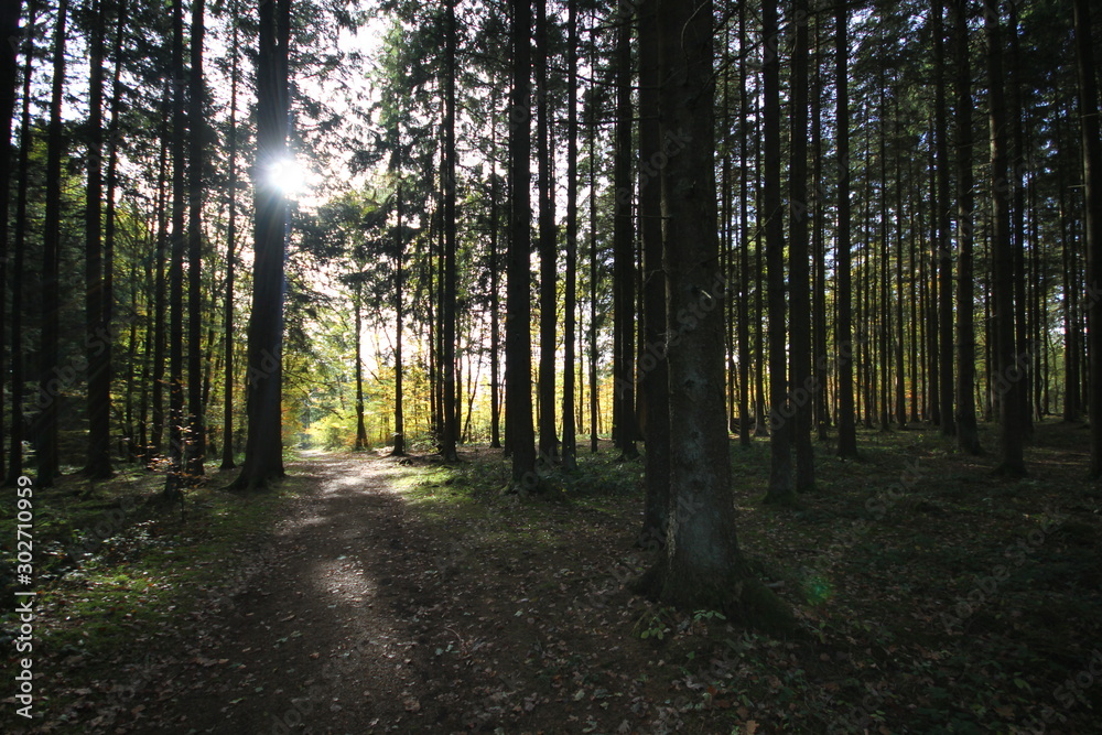 Fototapeta premium Autumn in the Forest