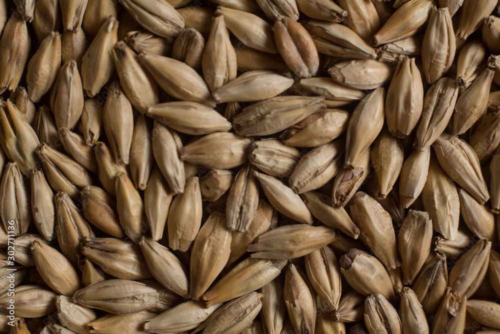 Malt, wheat grains for brewing. Malt background. Top view, flat lay Malt, wheat grains for brewing. Malt background. Top view, flat lay